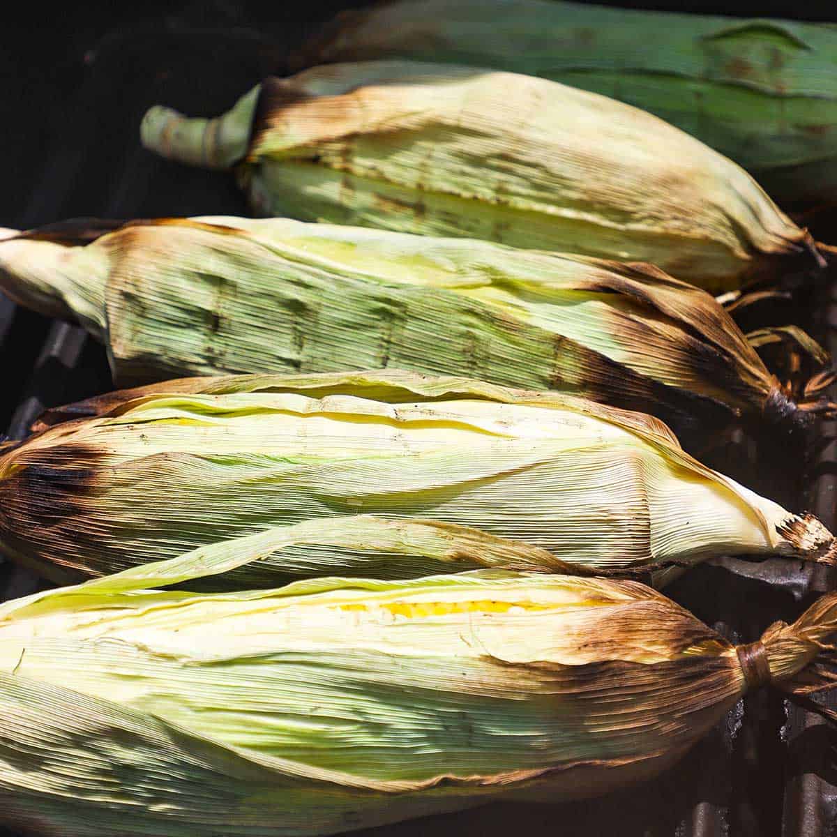 A row of five ears of corn that still have the husks on that are being grilled and lightly charred on a gas grill.