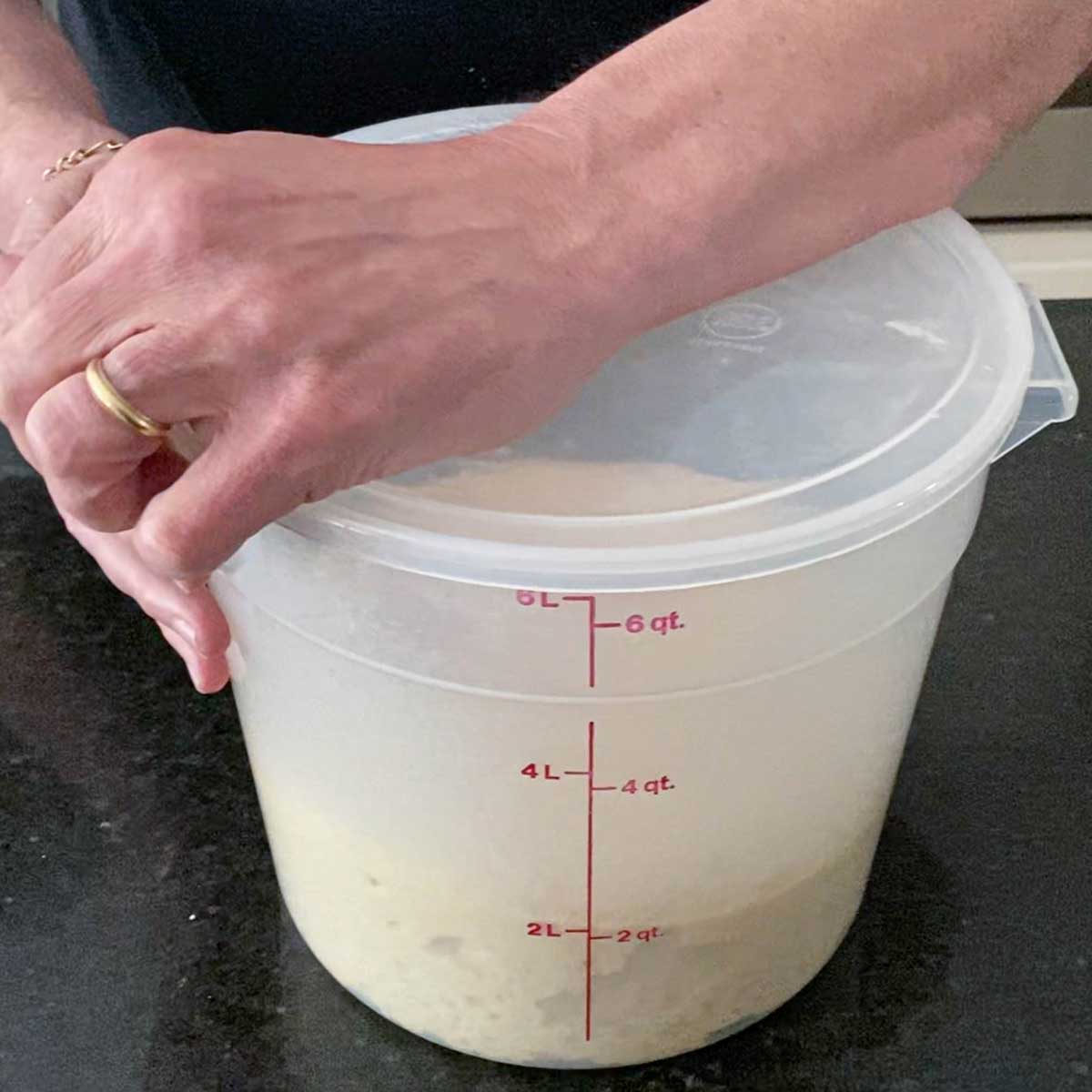 A person using his hands to remove that lid from a plastic proofing container that is holding Italian bread dough that has risen to the 2 quart marker.
